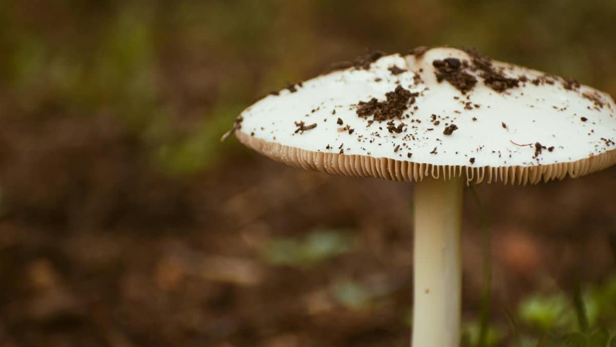 Detailed shot of a white mushroom with soil in a forest setting, capturing its natural texture.