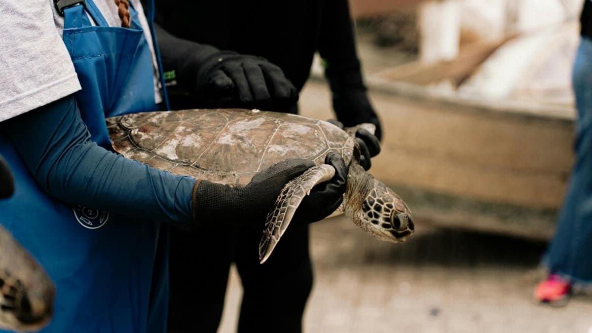 Volunteers handling a sea turtle during a rehabilitation effort. Conservation and eco-friendly initiatives.
