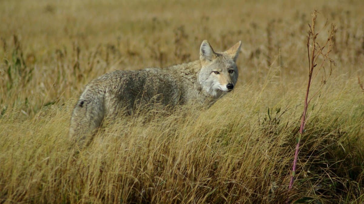 A coyote stands in a grass field in Yellowstone, showcasing its natural habitat.