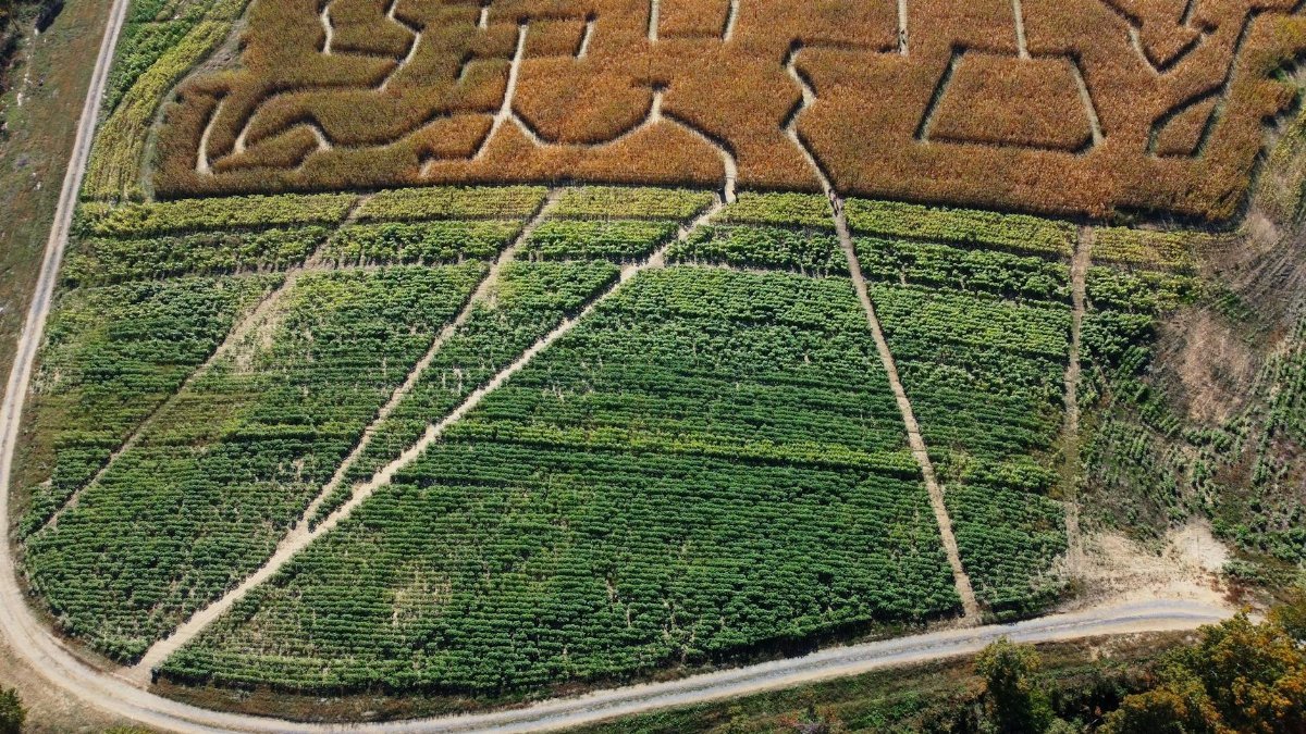Aerial shot of a colorful corn maze and cropland with winding paths.