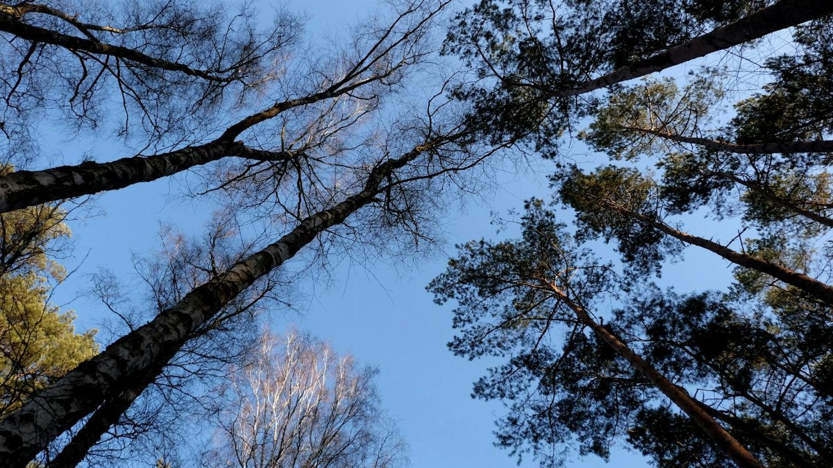 Looking up at tall trees in a forest with clear blue sky backdrop.