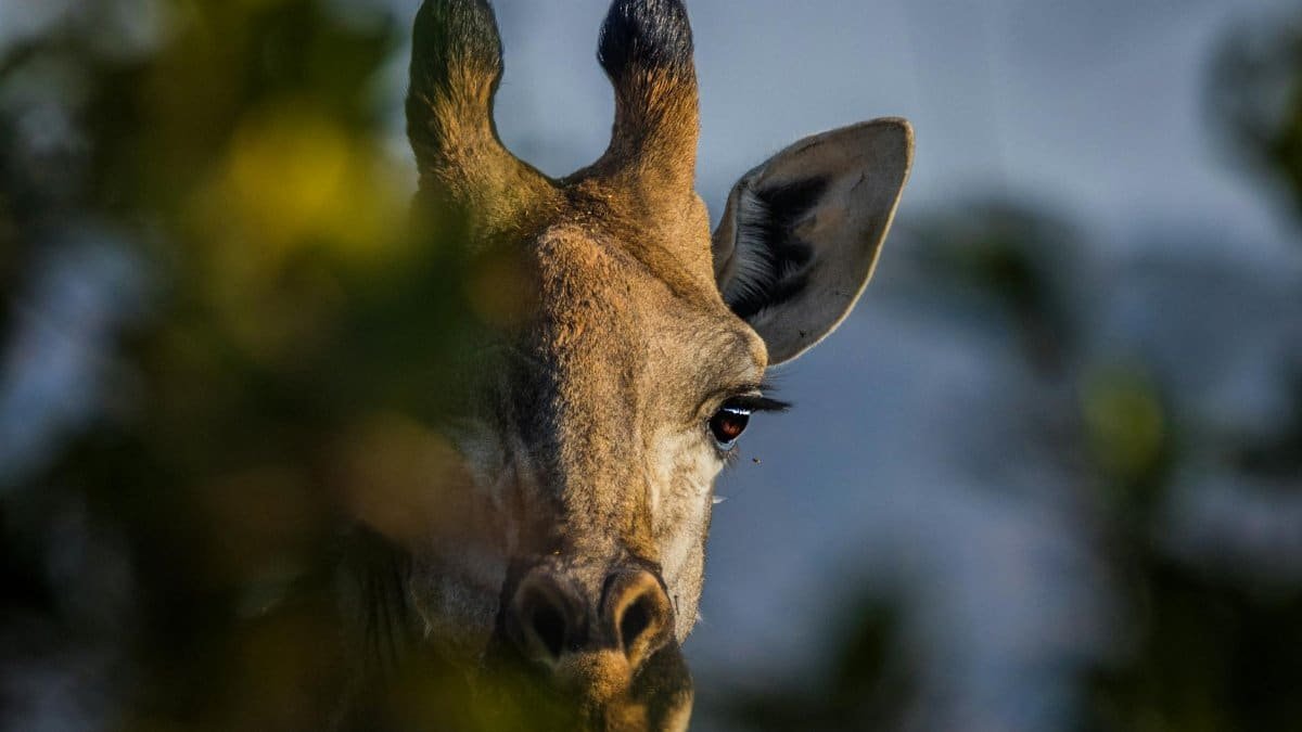 Intimate close-up of a giraffe peeking through foliage in South African park.