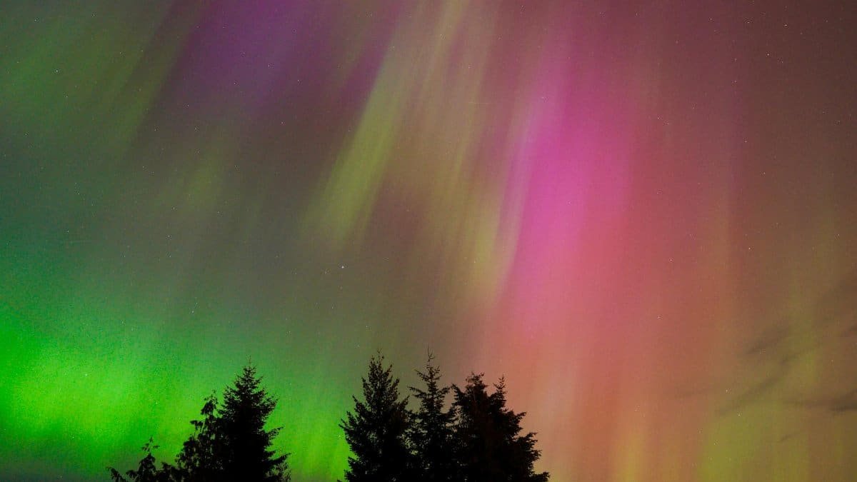 Vibrant northern lights display with multicolored auroras above silhouetted trees.
