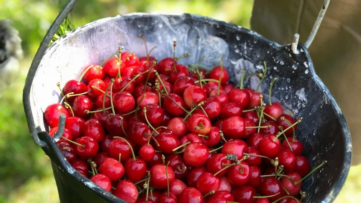 A bucket filled with vibrant red cherries, symbolizing freshness and agricultural abundance in France.