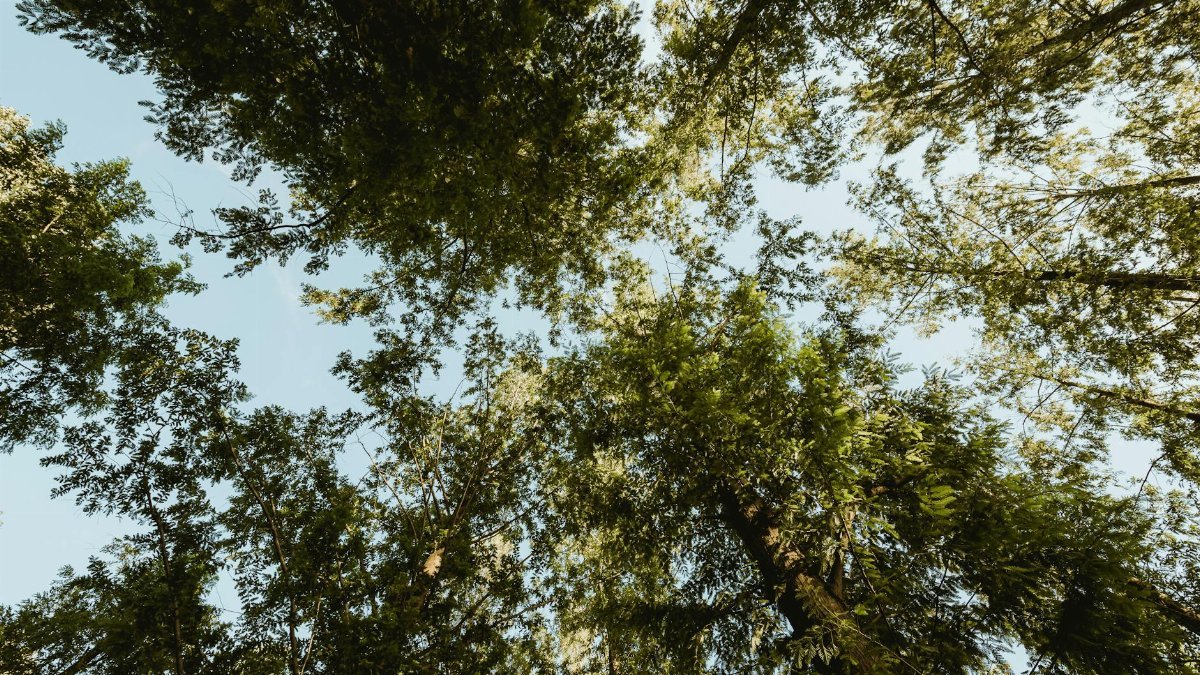 Looking up through a serene canopy of lush green tree branches under a clear sky.