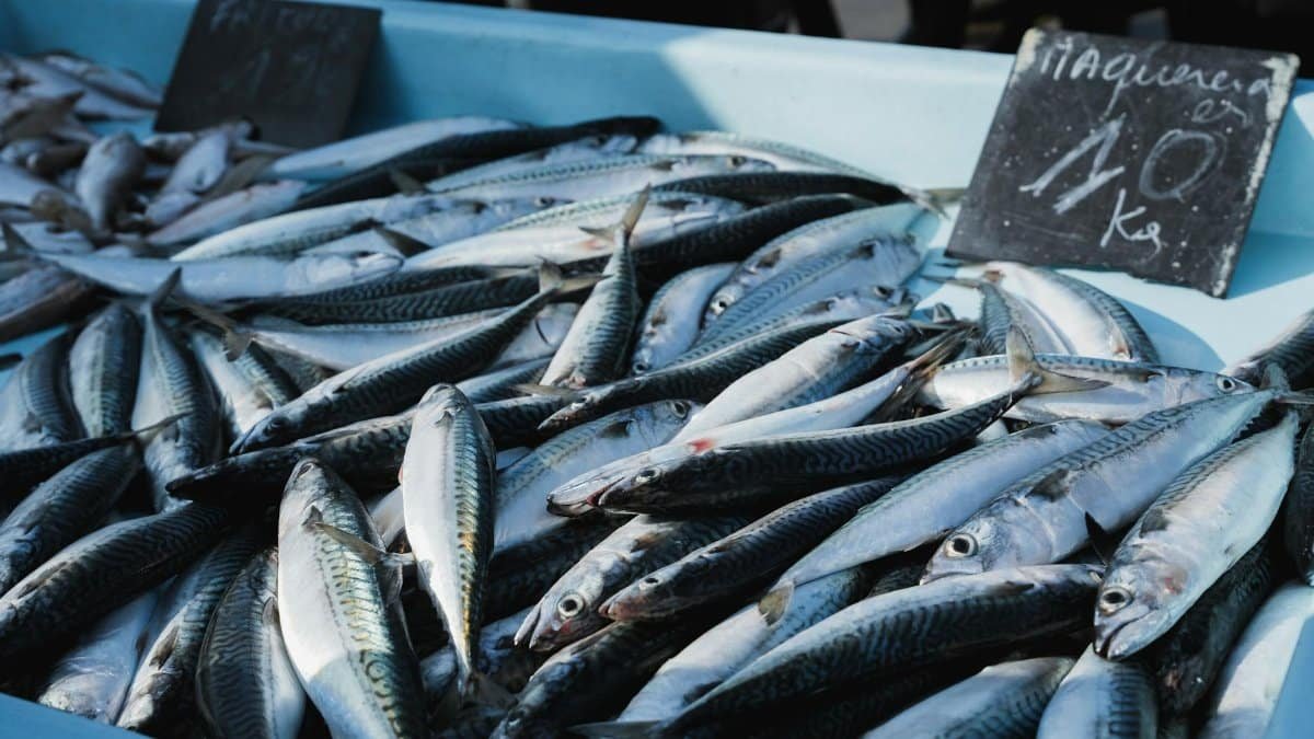 A variety of fresh mackerel on display at an open-air market. Perfect for culinary and fish cuisine themes.