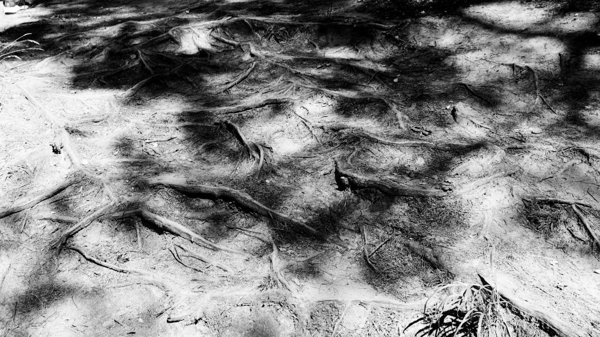 Artistic black and white photo of exposed tree roots on forest ground with strong shadows.