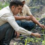 Two farmers carefully tend young plants in a nursery, promoting sustainable agriculture.