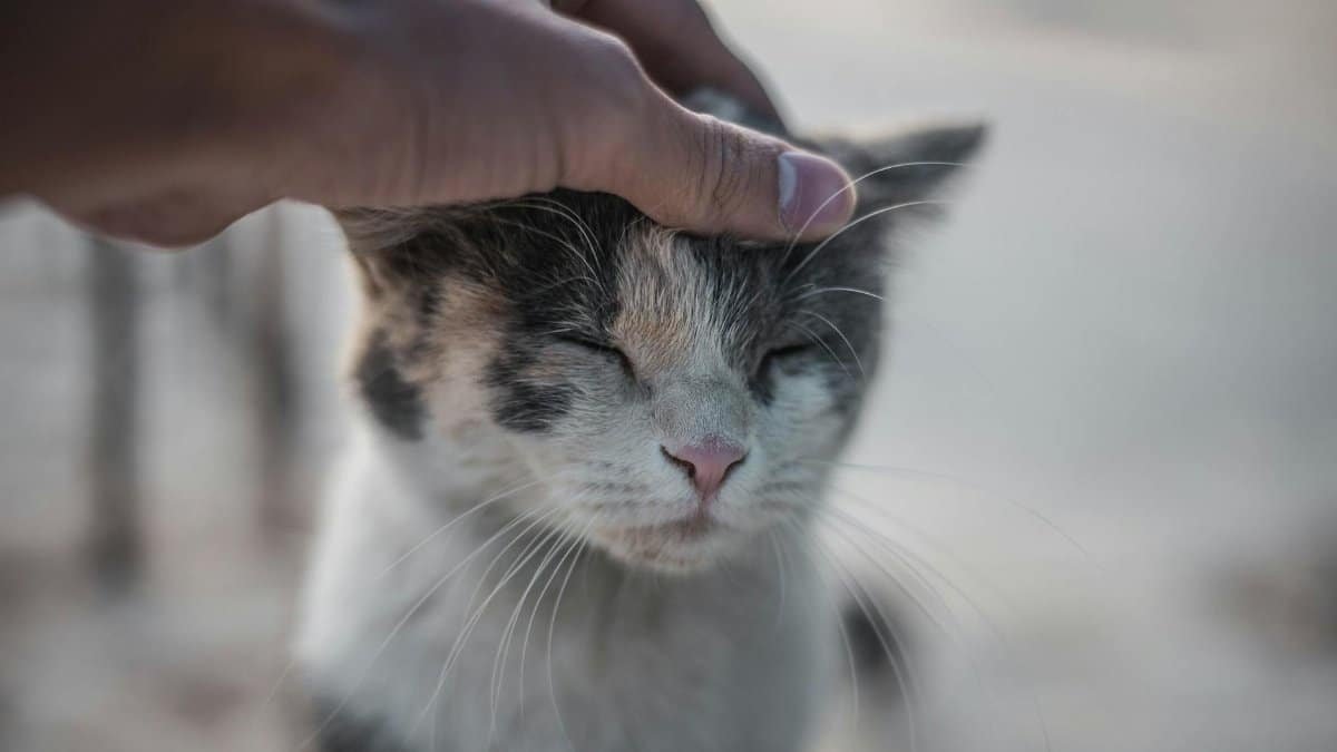 Close-up of a domestic cat enjoying a gentle pet by human hand; peaceful interaction.