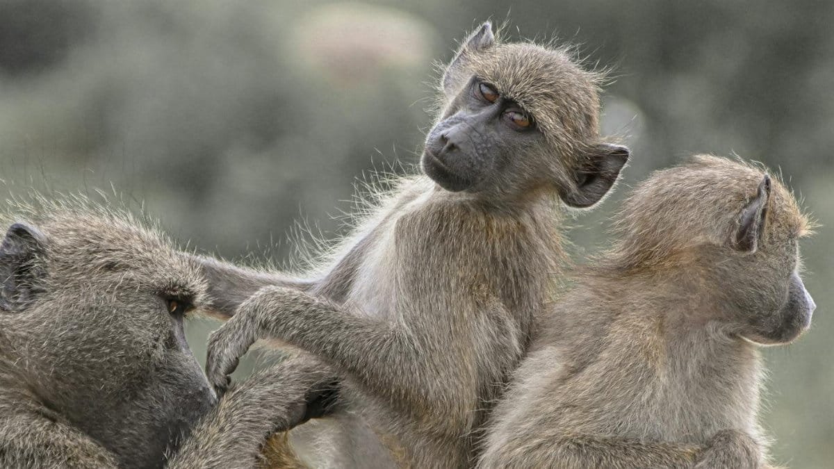 Three olive baboons interact playfully in Kruger National Park, South Africa.