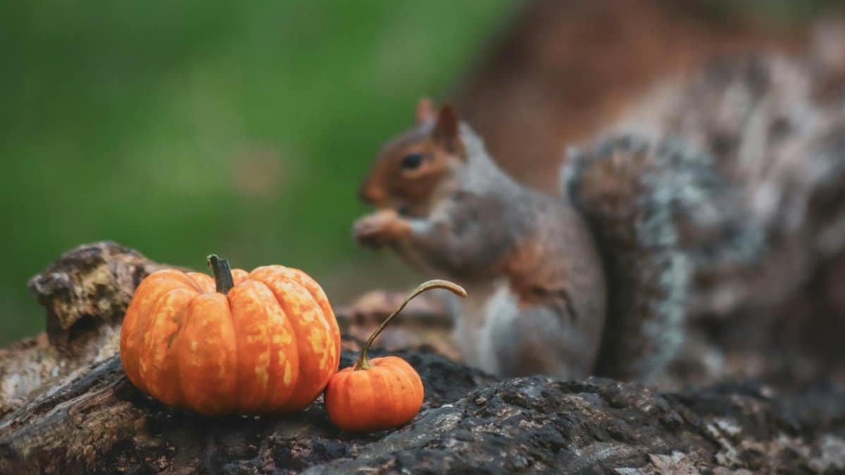 A squirrel sits on a log with mini pumpkins in a fall forest setting.