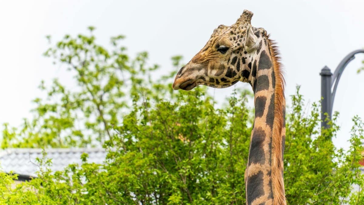 Close-up of a Masai giraffe in Buffalo zoo, outdoors with greenery.