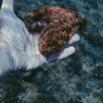 Close-up of a hand holding an octopus underwater, showcasing marine life.