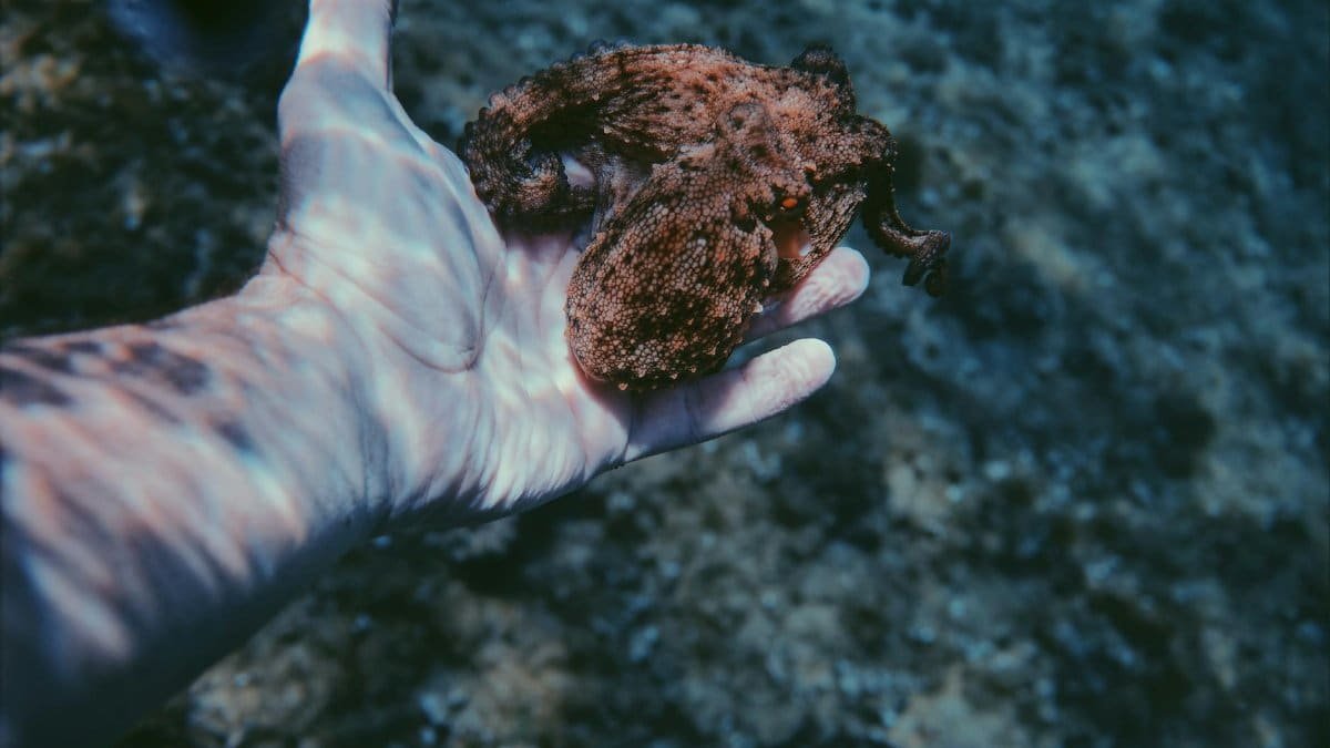 Close-up of a hand holding an octopus underwater, showcasing marine life.