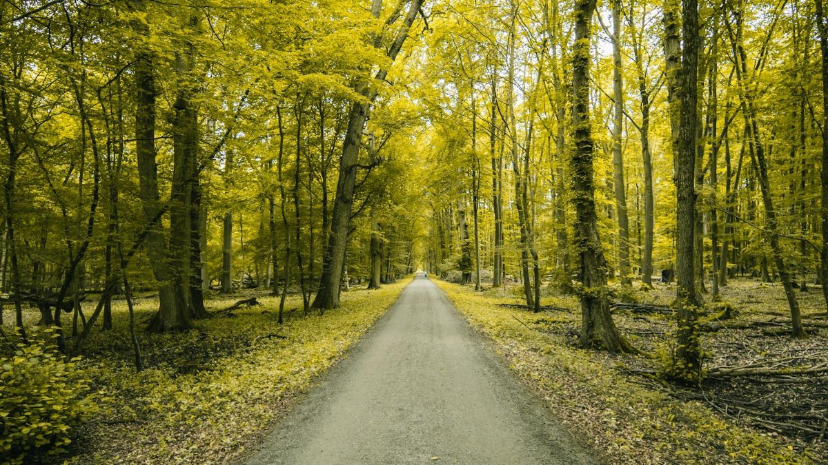 Dirt path stretching through a lush forest with vibrant yellow foliage, evoking autumn's serene beauty.