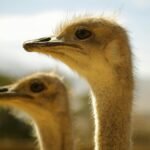 A detailed view of two ostriches outdoors, showcasing their unique features.