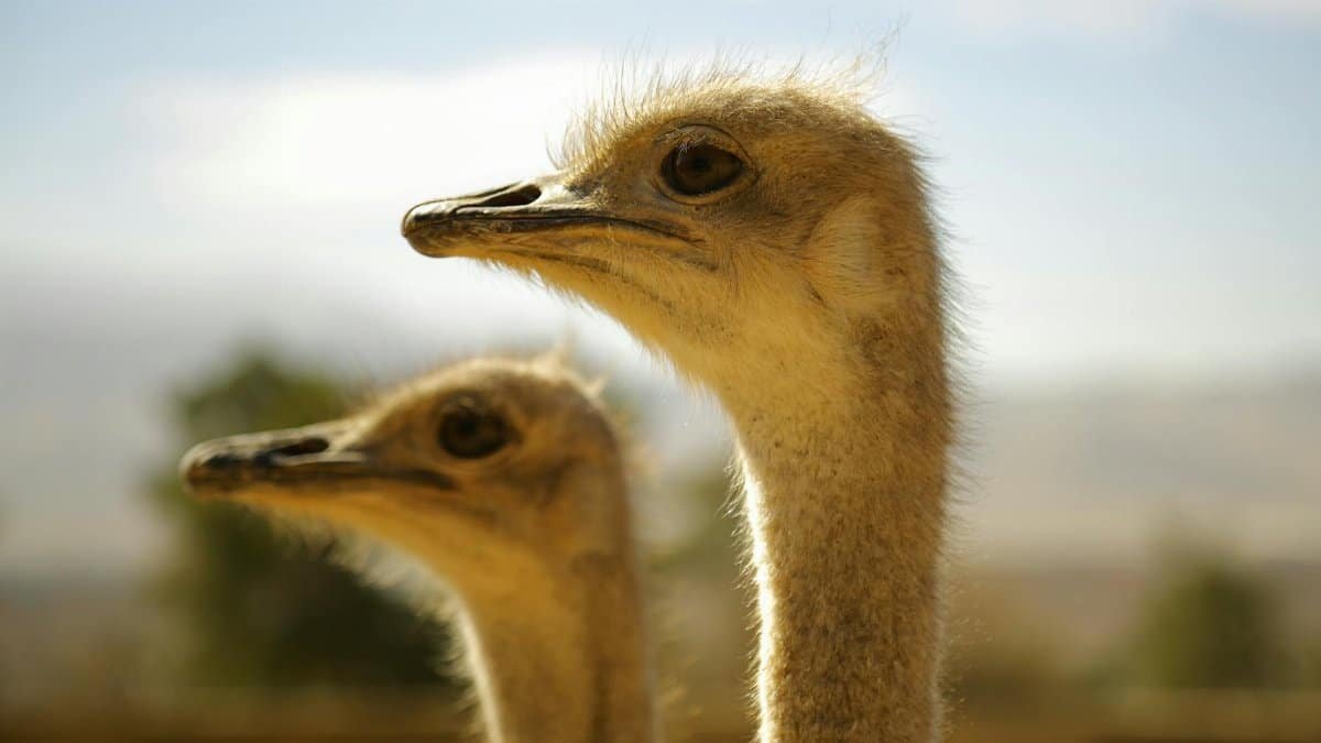 A detailed view of two ostriches outdoors, showcasing their unique features.