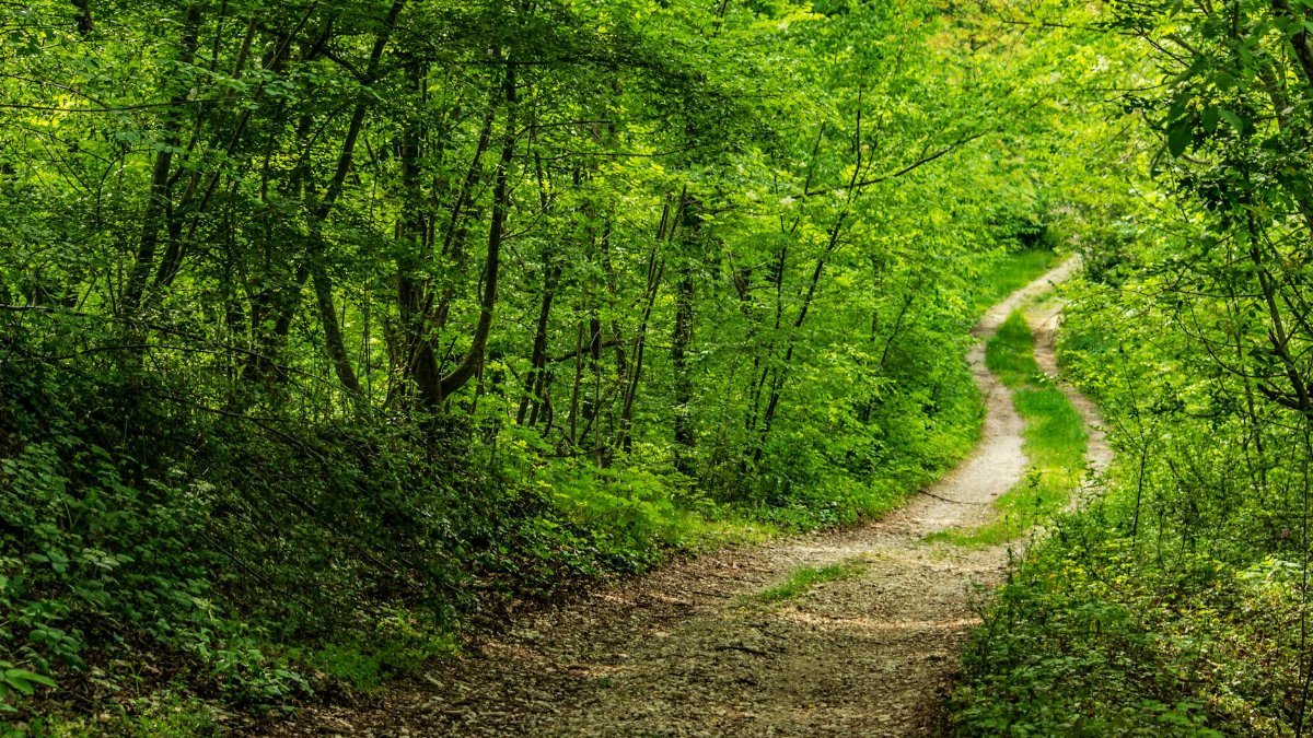 Tranquil forest path winding through vibrant green foliage, perfect for nature and outdoor lovers.