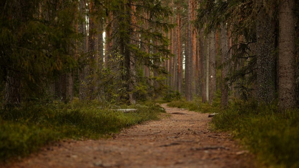 A peaceful dirt path winding through a dense, lush forest, perfect for hiking.