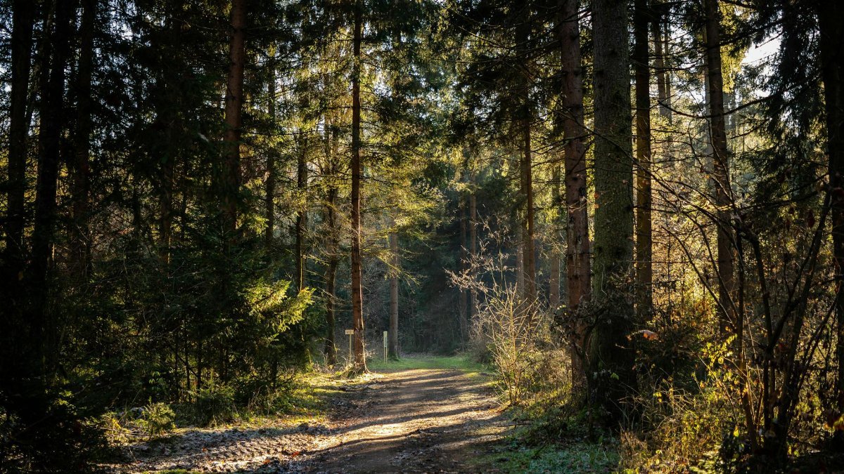 A serene path weaves through a sunlit forest, surrounded by tall trees and lush greenery.