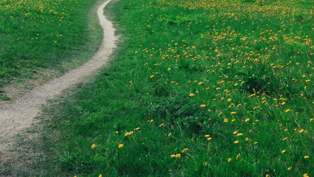 Scenic winding path through a vibrant dandelion meadow in Lahti, Finland.
