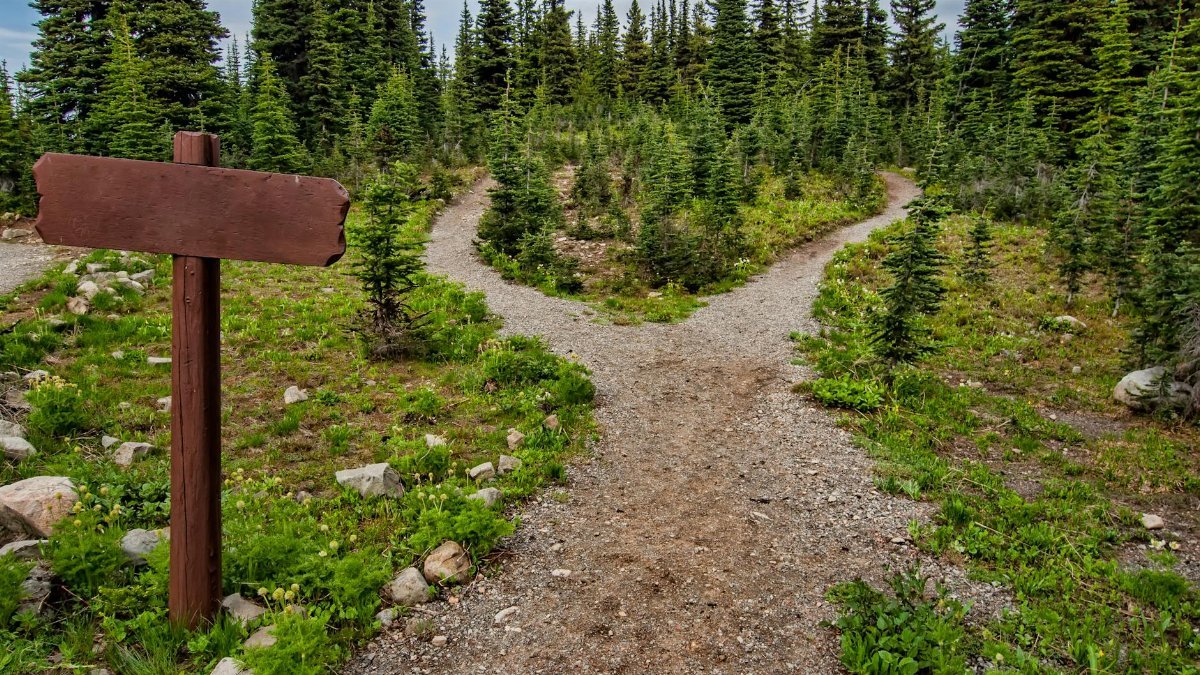Explore a forked trail in Manning Park, BC amidst lush greenery and conifer trees. Perfect for nature walks.