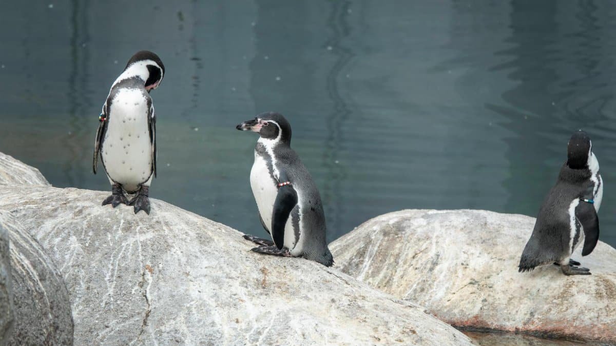 Three Humboldt penguins resting on rocks by a serene pond in a zoo enclosure.