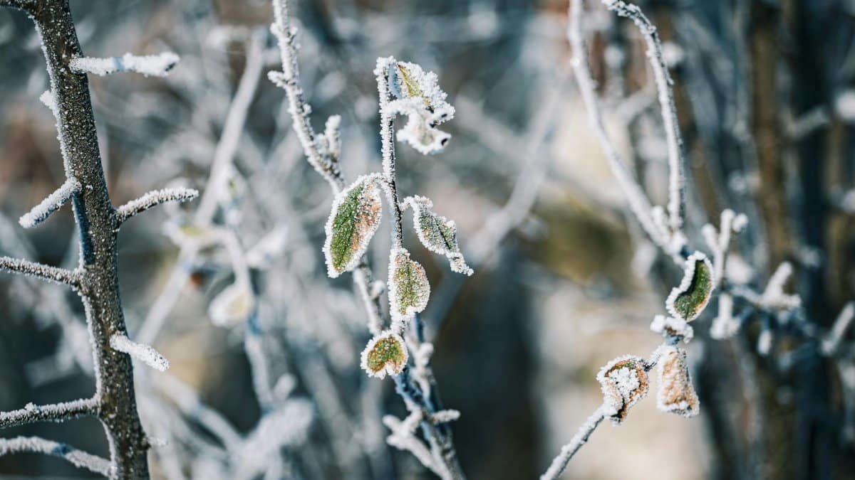 Close-up of frosty branches with icy leaves, capturing the essence of winter's natural beauty.