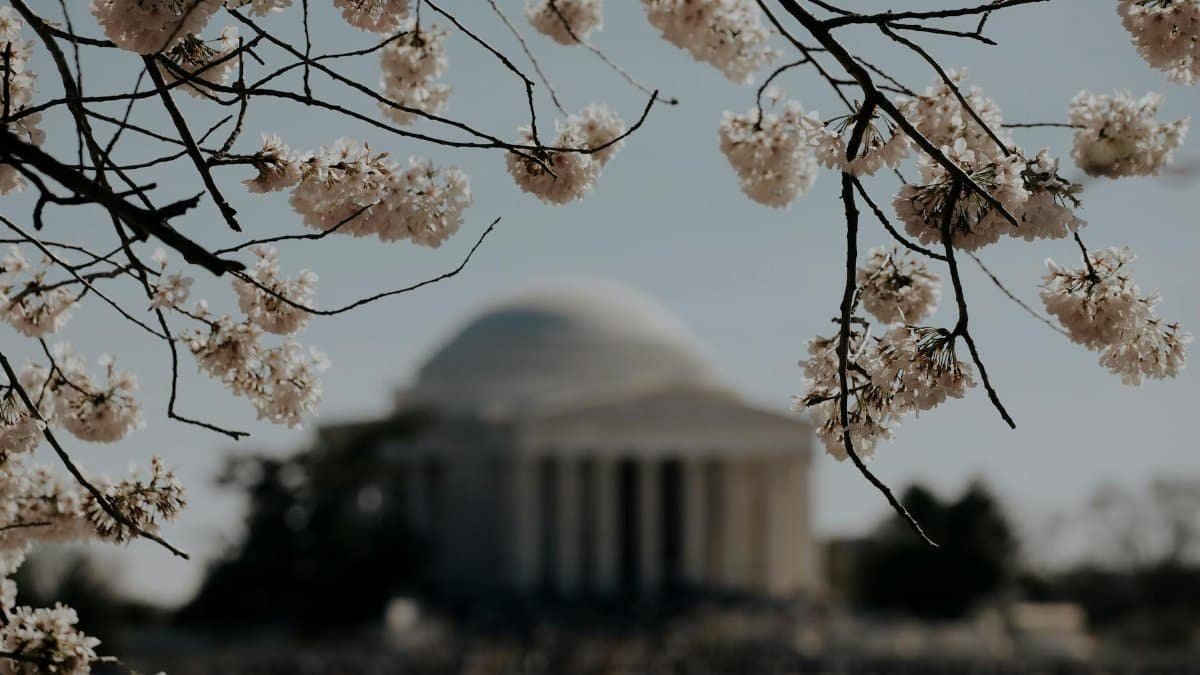 Beautiful cherry blossoms framing the iconic Jefferson Memorial in Washington, D.C., during spring.