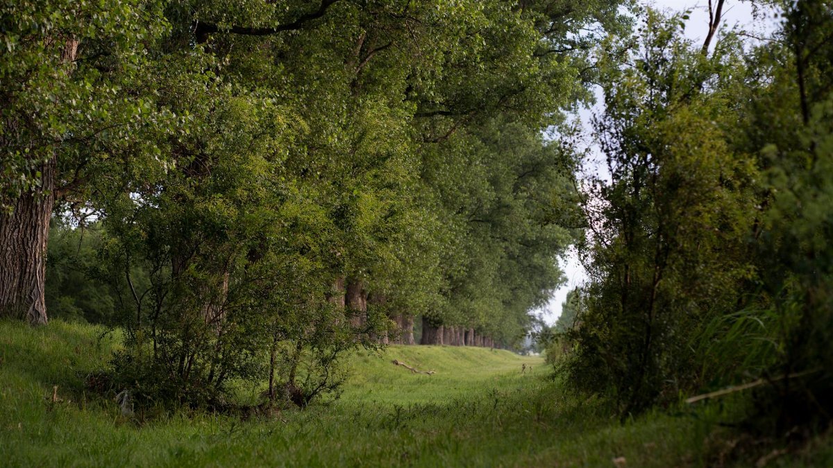 A serene path lined with lush green trees in Elena, Córdoba. Perfect for nature lovers.