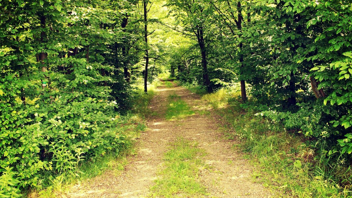 Serene forest path surrounded by lush green trees, perfect for a peaceful walk.