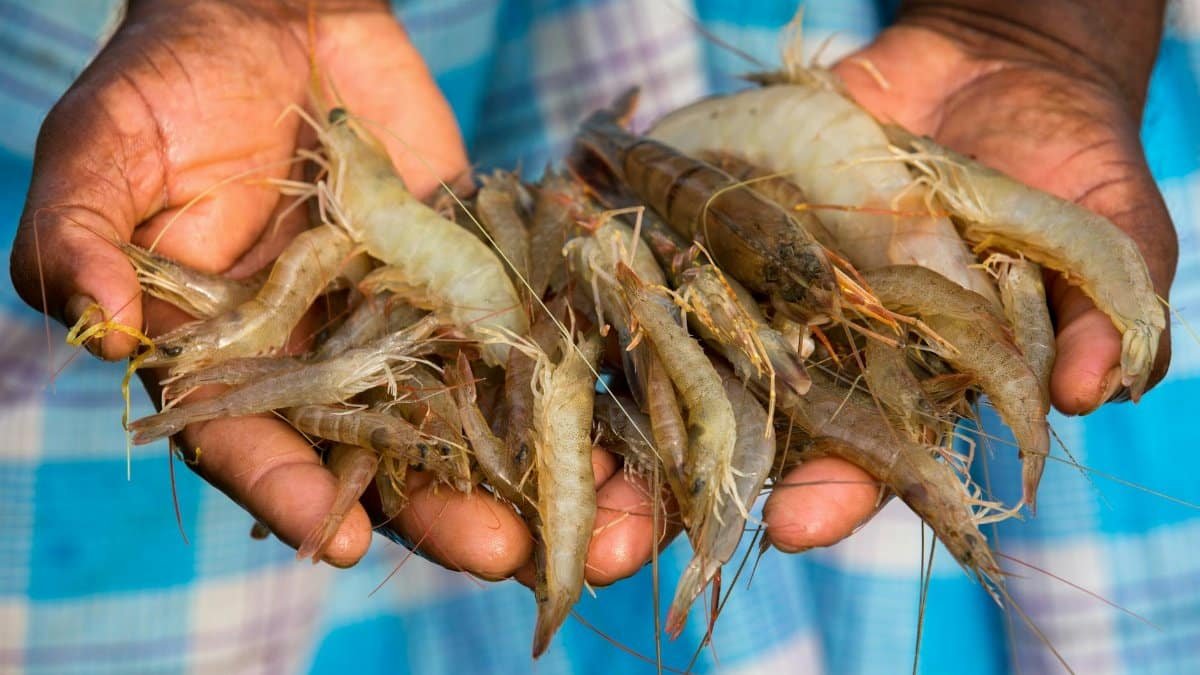 Close-up of freshly caught prawns held in hands, showcasing seafood in Chattogram, Bangladesh.