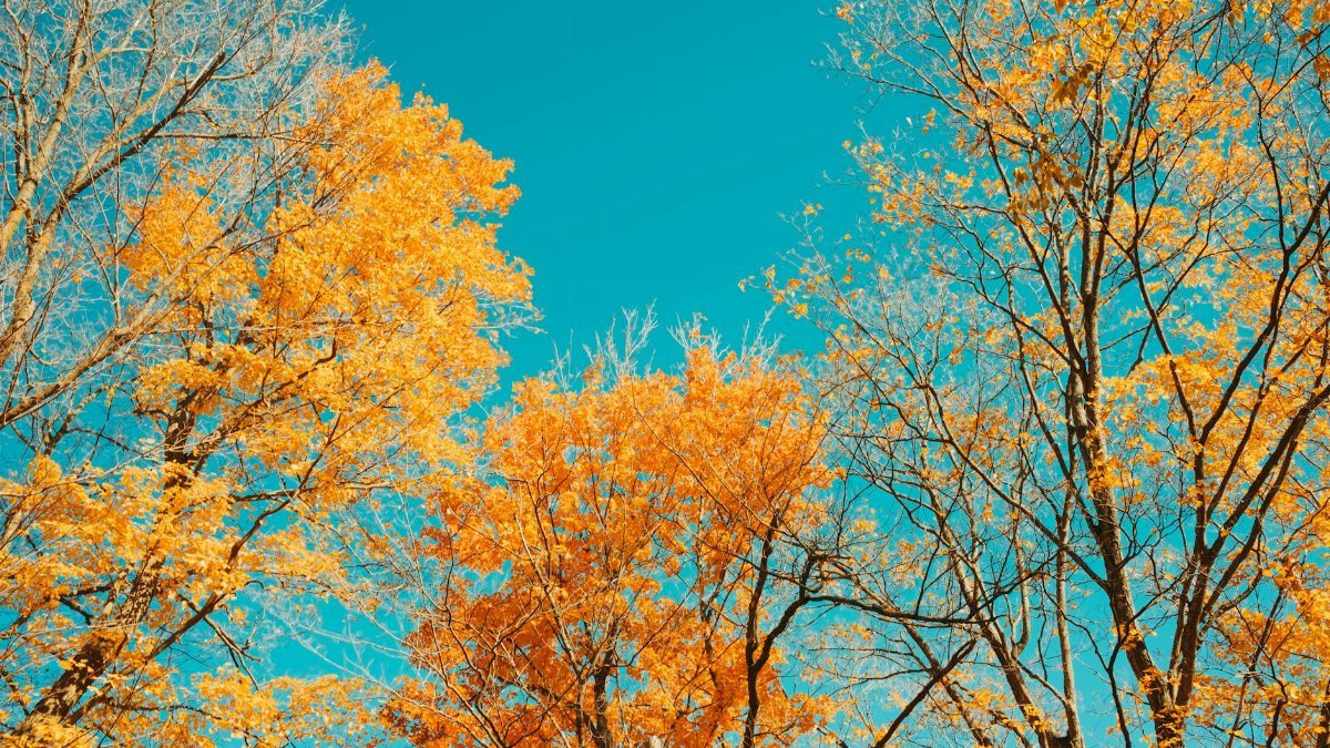 Bright autumn leaves with a clear blue sky backdrop create a stunning seasonal scenery.