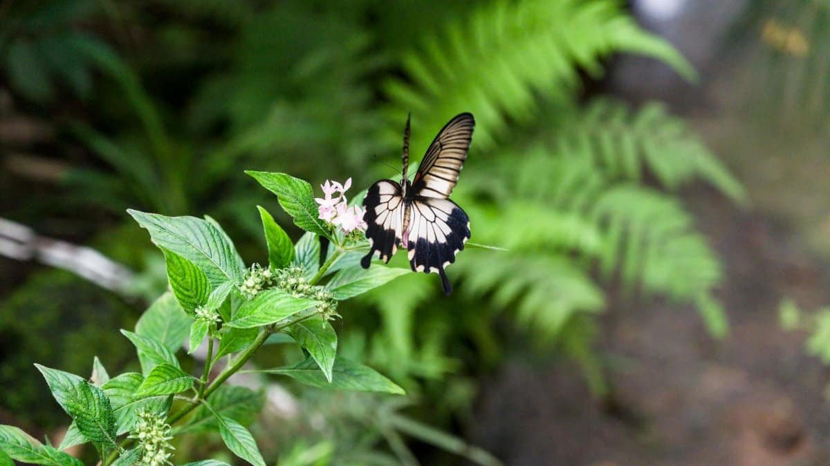 A delicate butterfly perched on a vibrant green plant, surrounded by lush foliage.