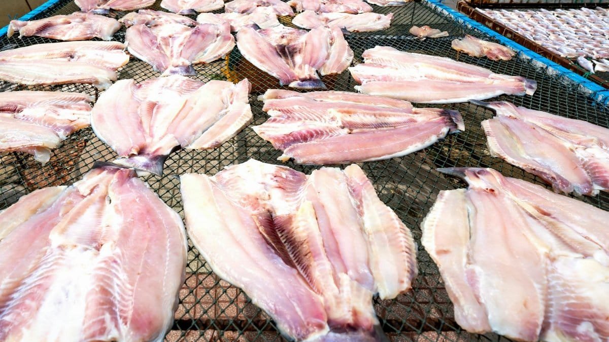 Numerous fish fillets laid out to dry on mesh racks in the sunlight, showcasing traditional food processing.