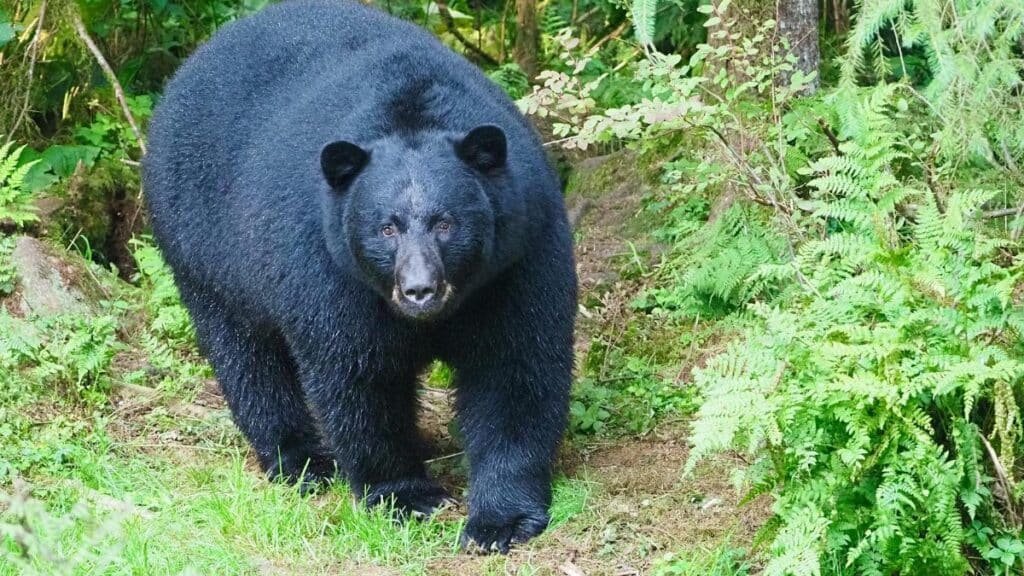 Close-up of a black bear in the lush forests of Wrangell, Alaska.