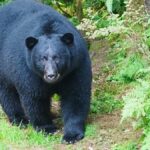 Close-up of a black bear in the lush forests of Wrangell, Alaska.