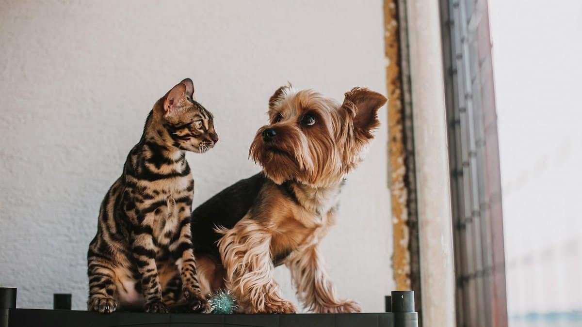 A Bengal cat and Yorkshire Terrier sit together on a shelf by a window, showcasing pet companionship.