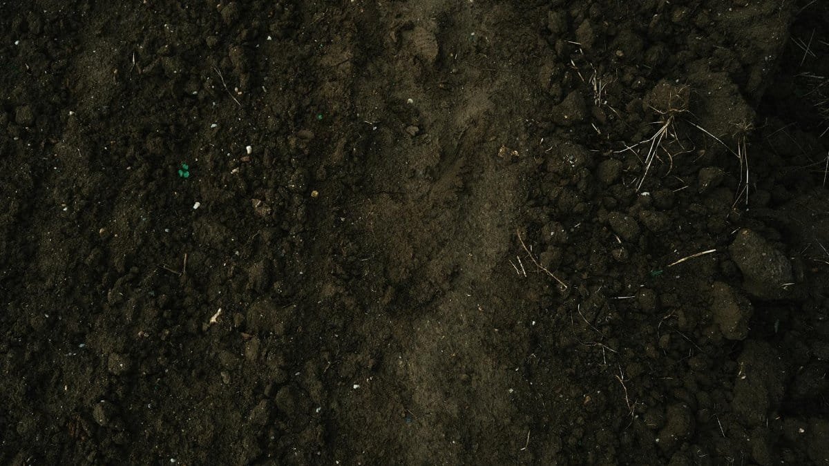 Close-up image of rich brown soil, ideal for agriculture and farming projects.