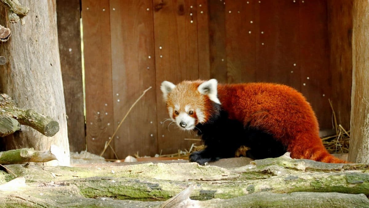 A cute red panda with soft fur rests in a naturalistic zoo habitat.