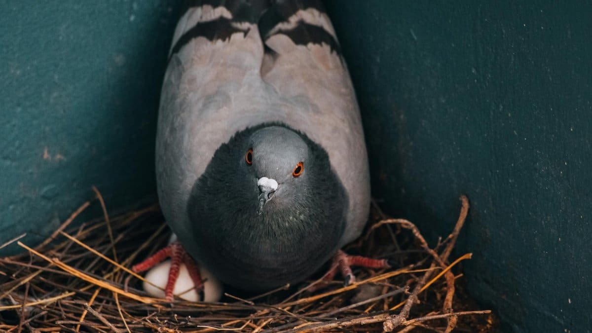 A close-up shot of a pigeon nesting, featuring eggs in a nest made of sticks.
