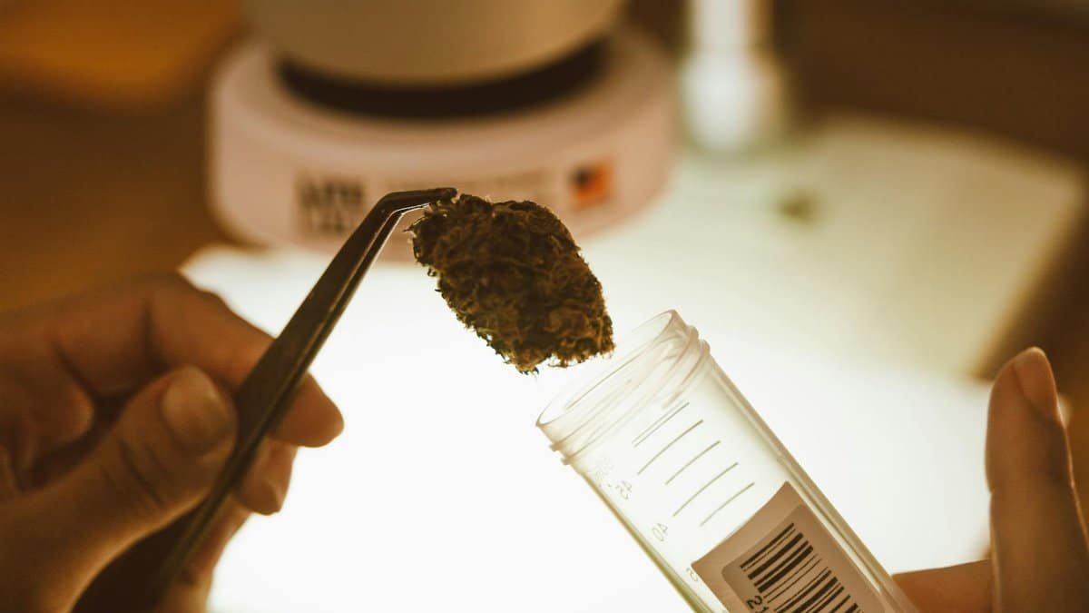 Detailed view of cannabis being prepared in a lab, focusing on analysis.