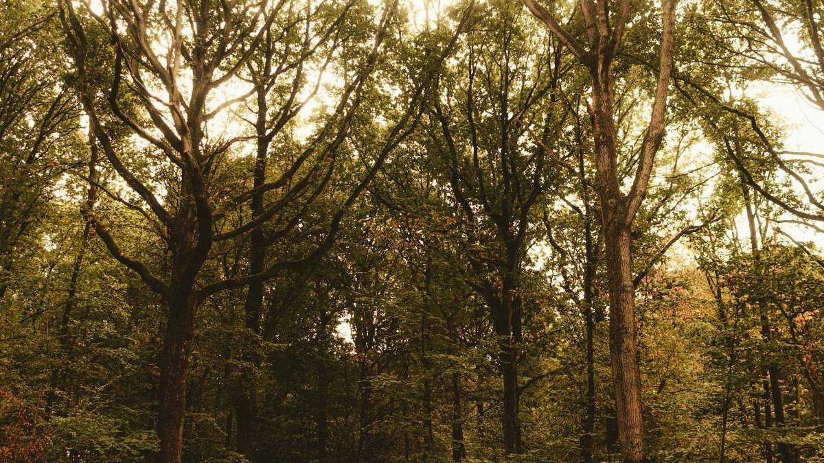 Picturesque scenery of tall green trees with peeling bark growing in woodland at daytime
