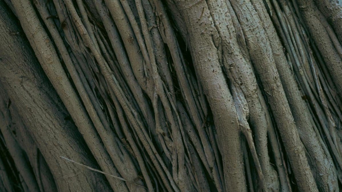 Detailed close-up of tree roots displaying intricate textures and patterns found in nature.