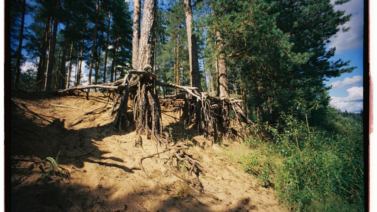 Dramatic view of exposed tree roots on forest hillside under bright sunlight.