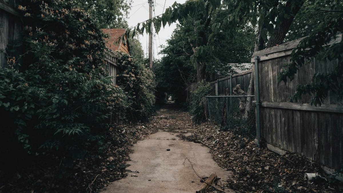 Eerie, overgrown alleyway with wild plants and wooden fences, perfect for moody settings.