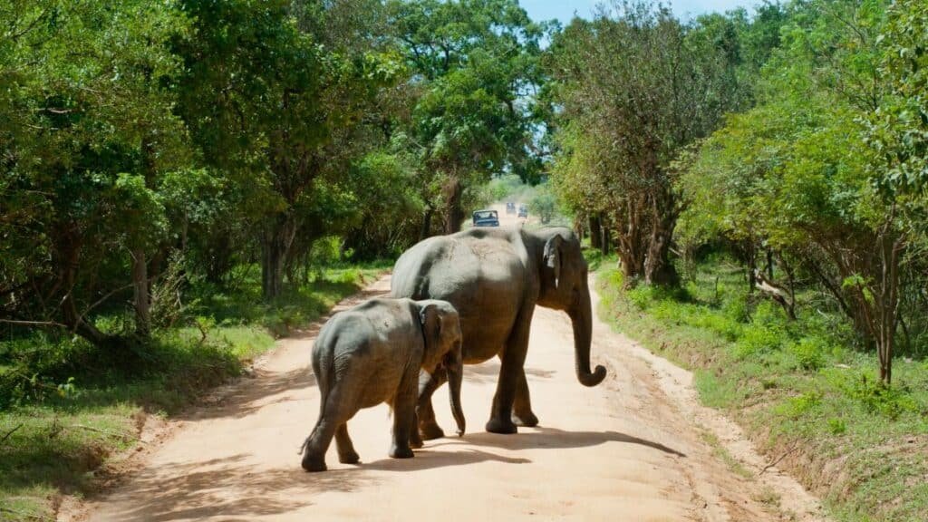 Mother and baby elephants walking on a dirt road in a lush forest in Sri Lanka, showcasing wildlife in natural habitat.