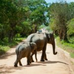 Mother and baby elephants walking on a dirt road in a lush forest in Sri Lanka, showcasing wildlife in natural habitat.