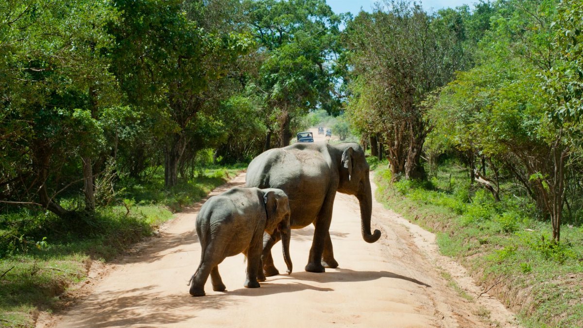 Mother and baby elephants walking on a dirt road in a lush forest in Sri Lanka, showcasing wildlife in natural habitat.