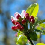 Vibrant pink apple blossoms set against a bright blue spring sky, signaling new growth.